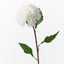 Dahlia Pompon - White