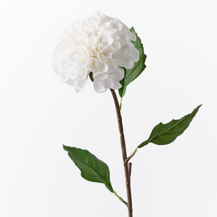 Dahlia Pompon - White