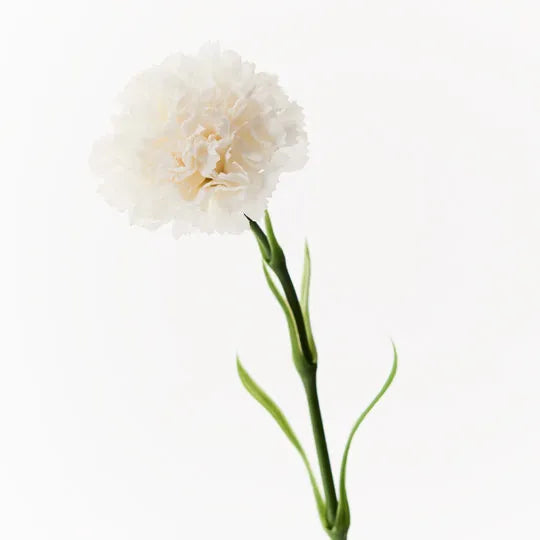 Carnation - White