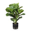 Fiddle Leaf