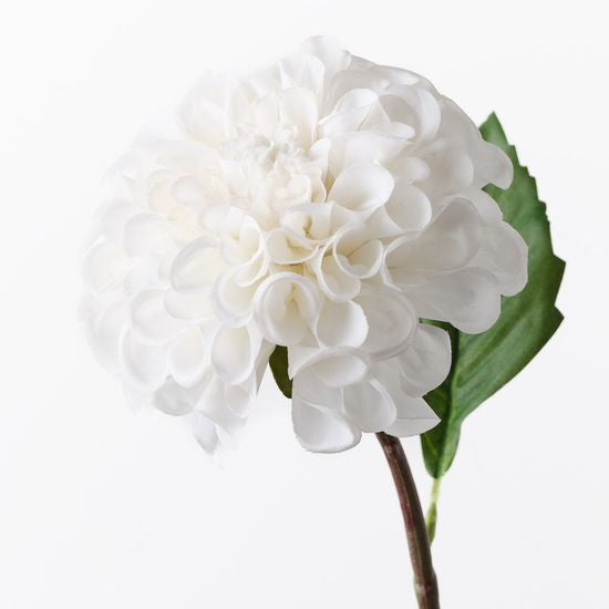 Dahlia Pompon - White