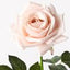 Kim Rose - Soft Pink