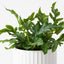 Kangaroo Fern in Pot