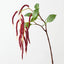 Amaranthus - Burgundy