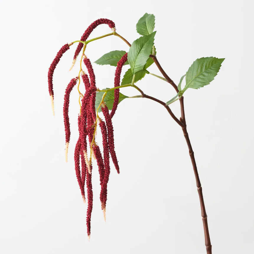 Amaranthus - Burgundy