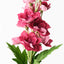 Delphinium - Plum