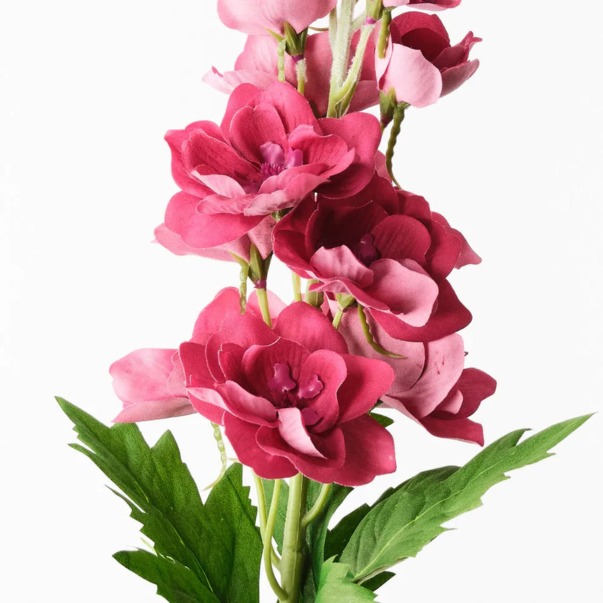 Delphinium - Plum