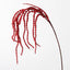 Amaranthus - Red