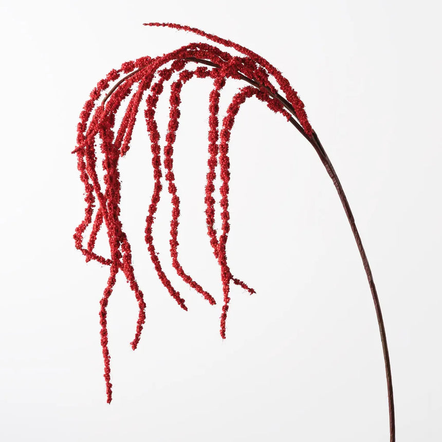 Amaranthus - Red