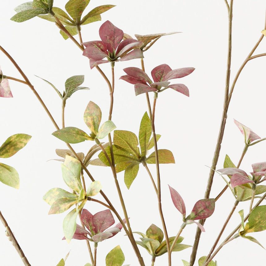 Enkianthus Leaf Spray