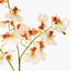 Dancing Lady Orchid - Cream