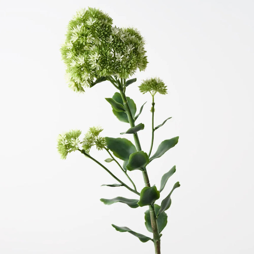 Sedum Flower Spray