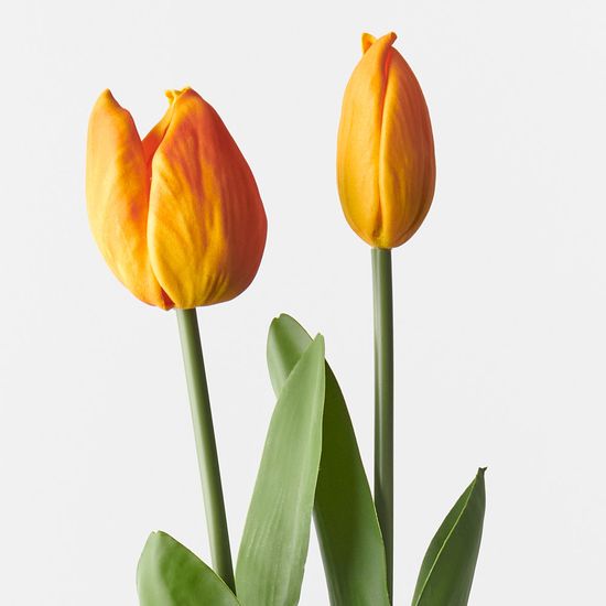 Tulip and Bud