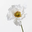 Poppy White