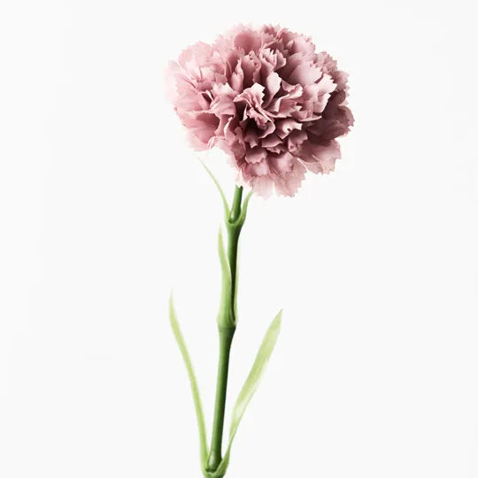 Carnation (Dusty Pink)