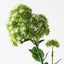 Sedum Flower Spray