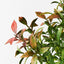 Ruscus Bush
