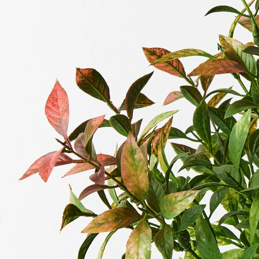 Ruscus Bush