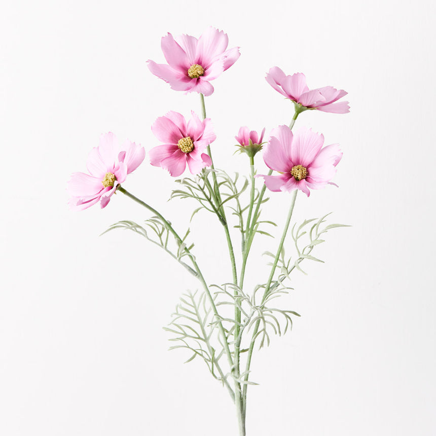 Cosmos (Pink)
