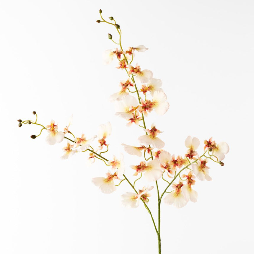 Dancing Lady Orchid - Cream