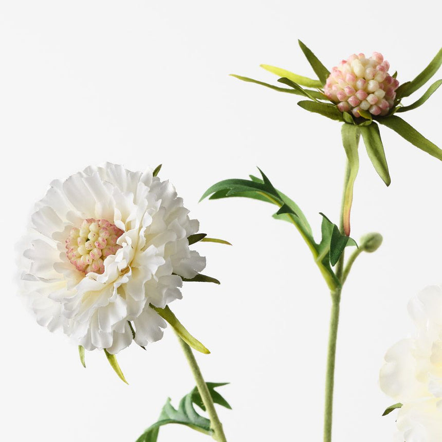 Scabiosa Spray - White