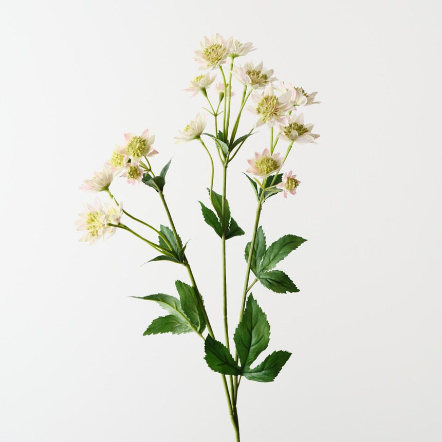 Astrantia Spray