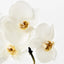 Phalaenopsis Orchid Mini - White