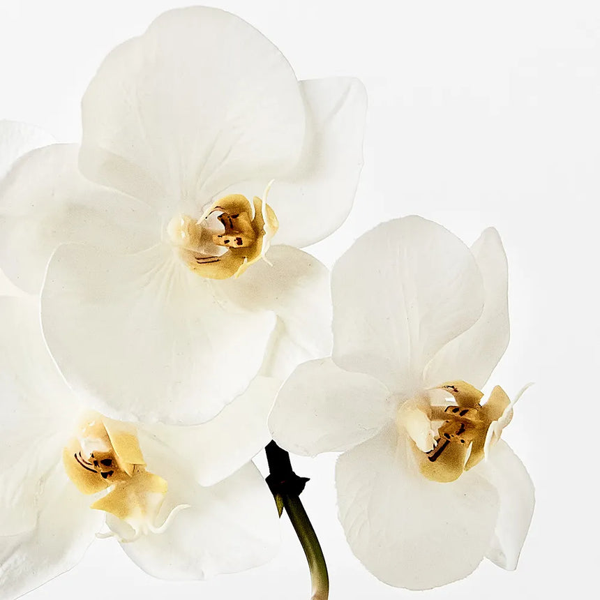 Phalaenopsis Orchid Mini - White