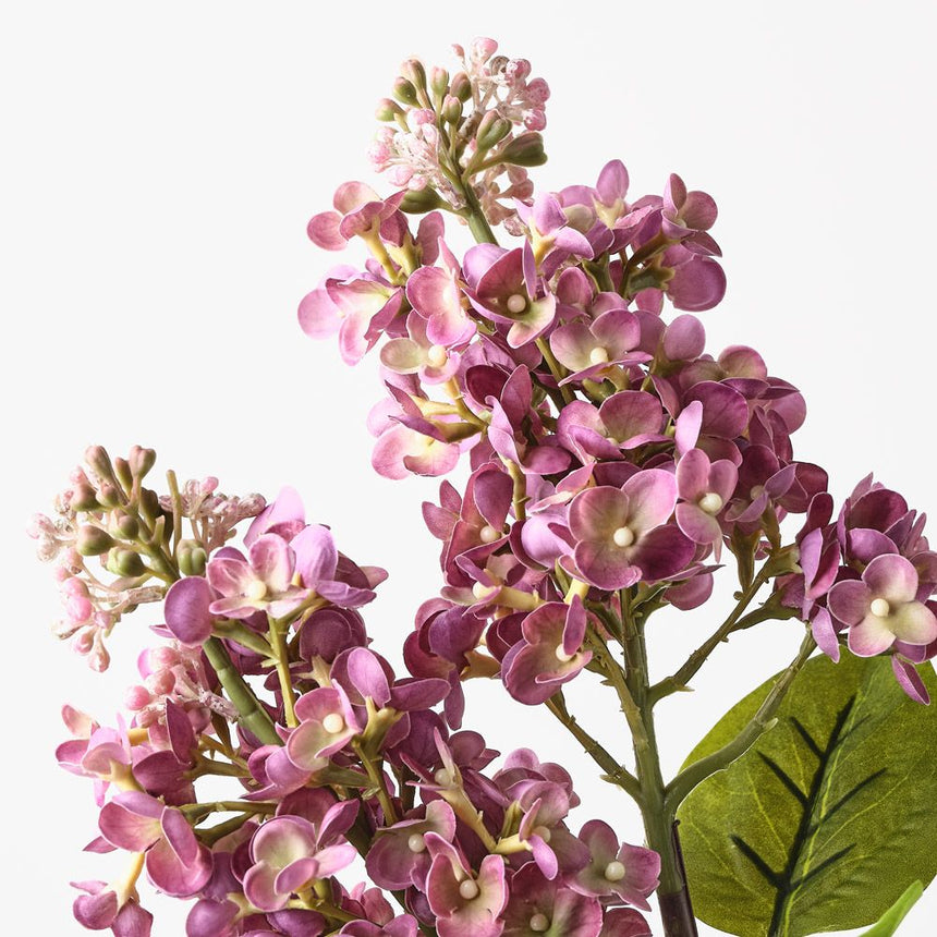 Lilac Spray
