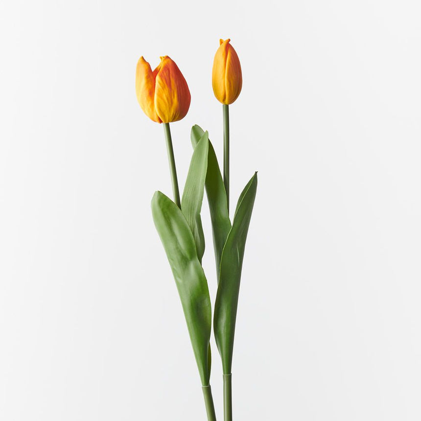 Tulip and Bud