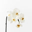 Phalaenopsis Orchid Mini - White