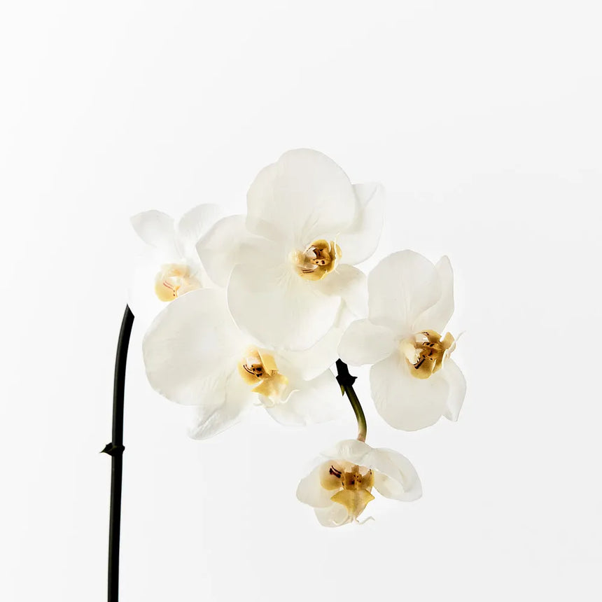 Phalaenopsis Orchid Mini - White