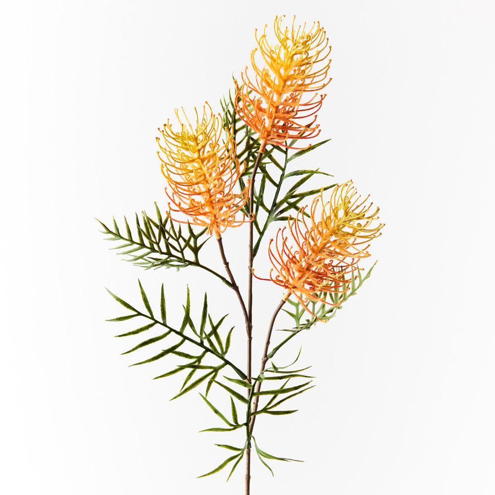 Grevillea Spray (Orange) – Seaholly Flowers