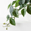 Syngonium Hanging Bush in Pot
