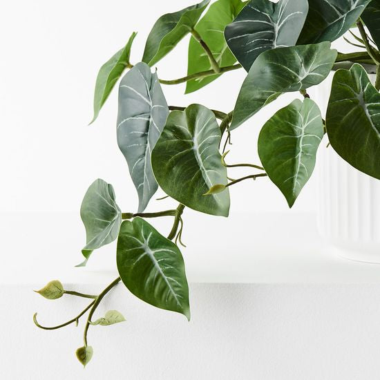 Syngonium Hanging Bush in Pot