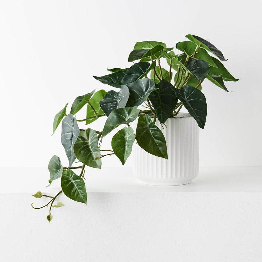 Syngonium Hanging Bush in Pot