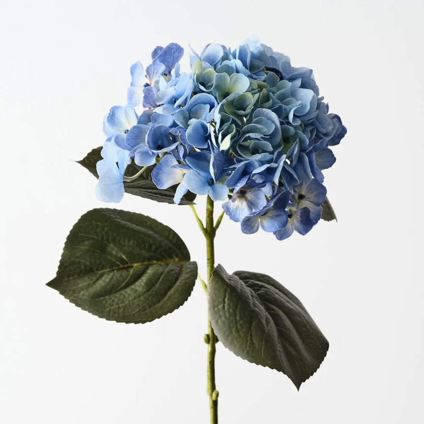 Hydrangea (Blue)
