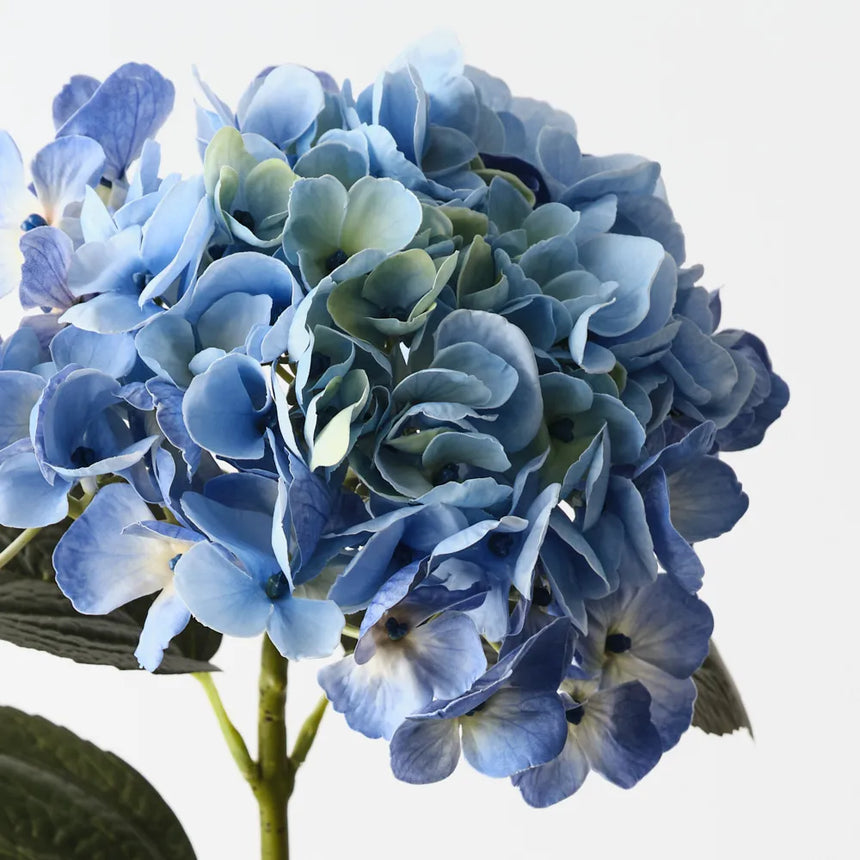 Hydrangea (Blue)