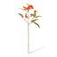 Eucalyptus Flowering Spray (Orange)