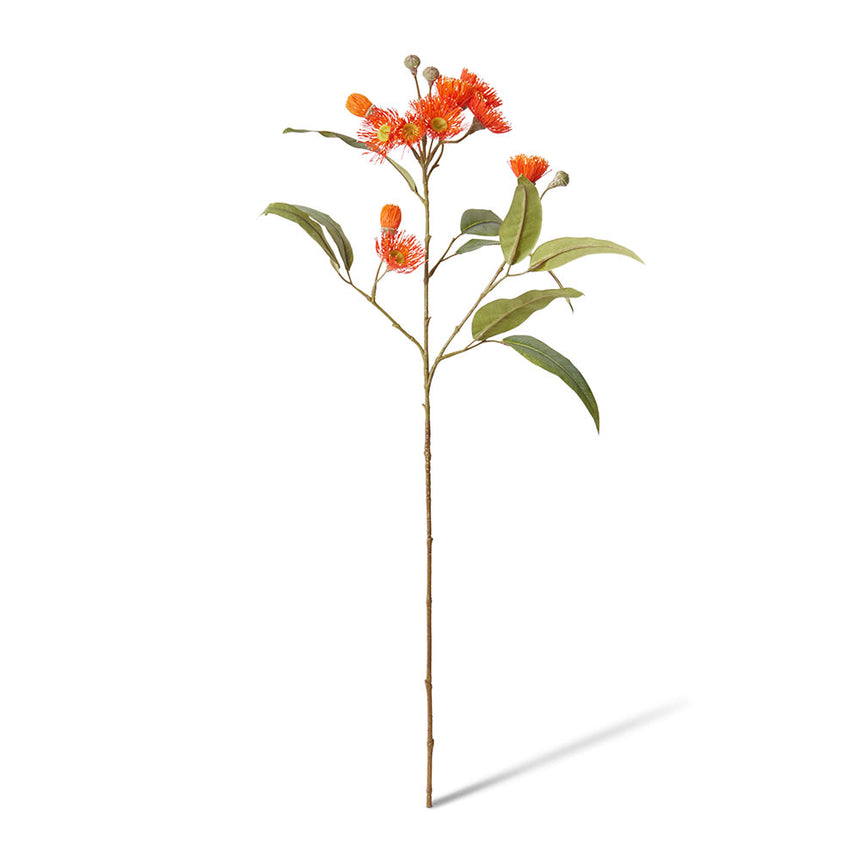 Eucalyptus Flowering Spray (Orange)