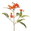 Eucalyptus Flowering Spray (Orange)