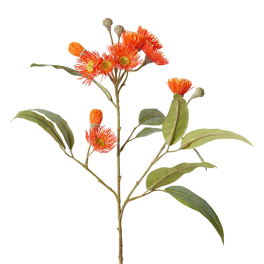 Eucalyptus Flowering Spray (Orange)