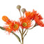 Eucalyptus Flowering Spray (Orange)