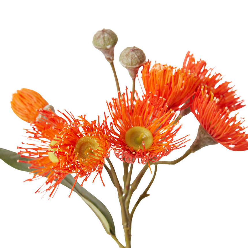 Eucalyptus Flowering Spray (Orange)
