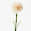 Carnation (Ivory)
