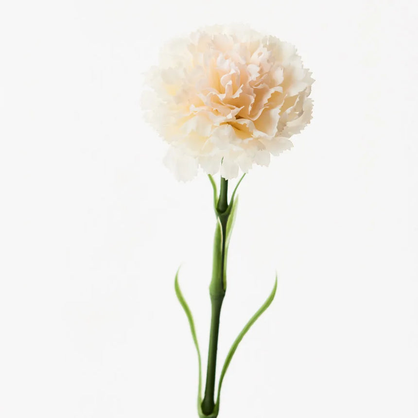 Carnation (Ivory)