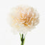 Carnation (Ivory)
