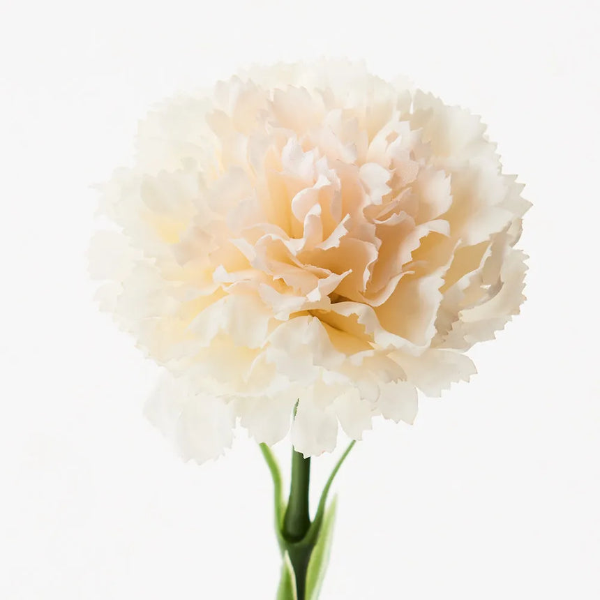 Carnation (Ivory)