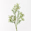 Gypsophila - Baby’s Breath White