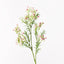 Gypsophila - Baby’s Breath Light Pink